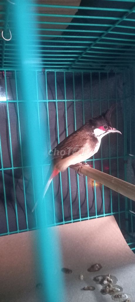 Chim chào mào má trắng lên mồng lân. Mua bán Chim tại undefined Tp Hồ Chí Minh được đăng bởi Hh hình 1