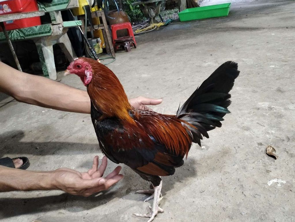 Điều 1kg350. Mua bán Gà tại Huyện Chợ Mới An Giang được đăng bởi Phan Văn Thắng hình 1