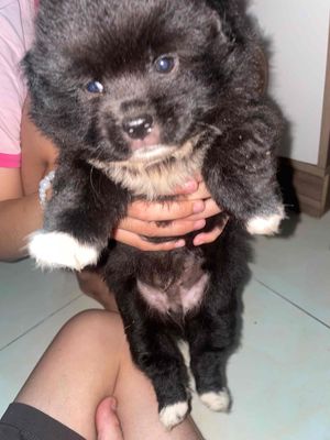 CHÓ PHỐC SÓC LAI NHẬT (đực)