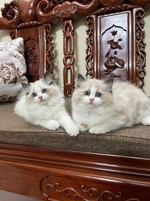 Mèo Ragdoll cái - mèo nhà đẻ