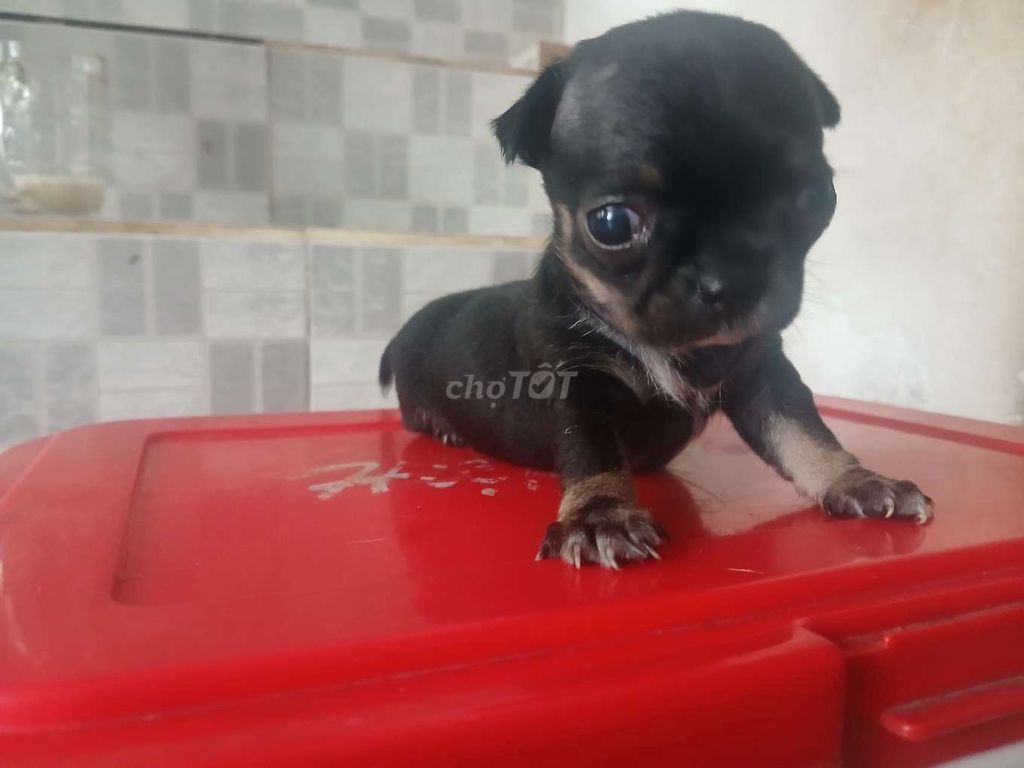 Chó Chihuahua lai đực cái 1 tháng đã tiêm. Mua bán Chó tại Quận Gò Vấp Tp Hồ Chí Minh được đăng bởi Hung nguyen hình 1