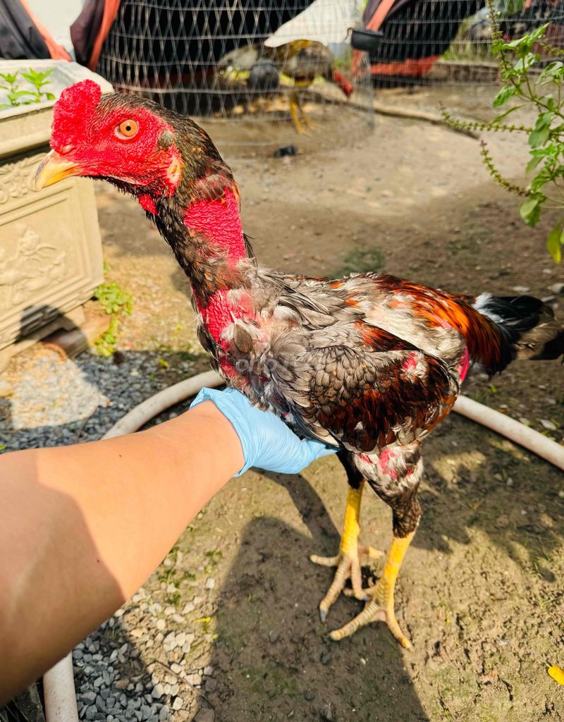 Gà xám đòn tơ zin trạng đá 3kg00. Mua bán Gà tại Huyện Củ Chi Tp Hồ Chí Minh được đăng bởi HẬN LÊ hình 1