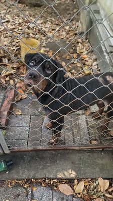 Chó Rottweiler 1 năm tuổi cần bán