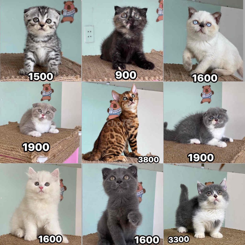 mèo anh giá trên hình từ 900. Mua bán Mèo tại Thành phố Thủ Đức Tp Hồ Chí Minh được đăng bởi Nguyễn Quốc Việt hình 2
