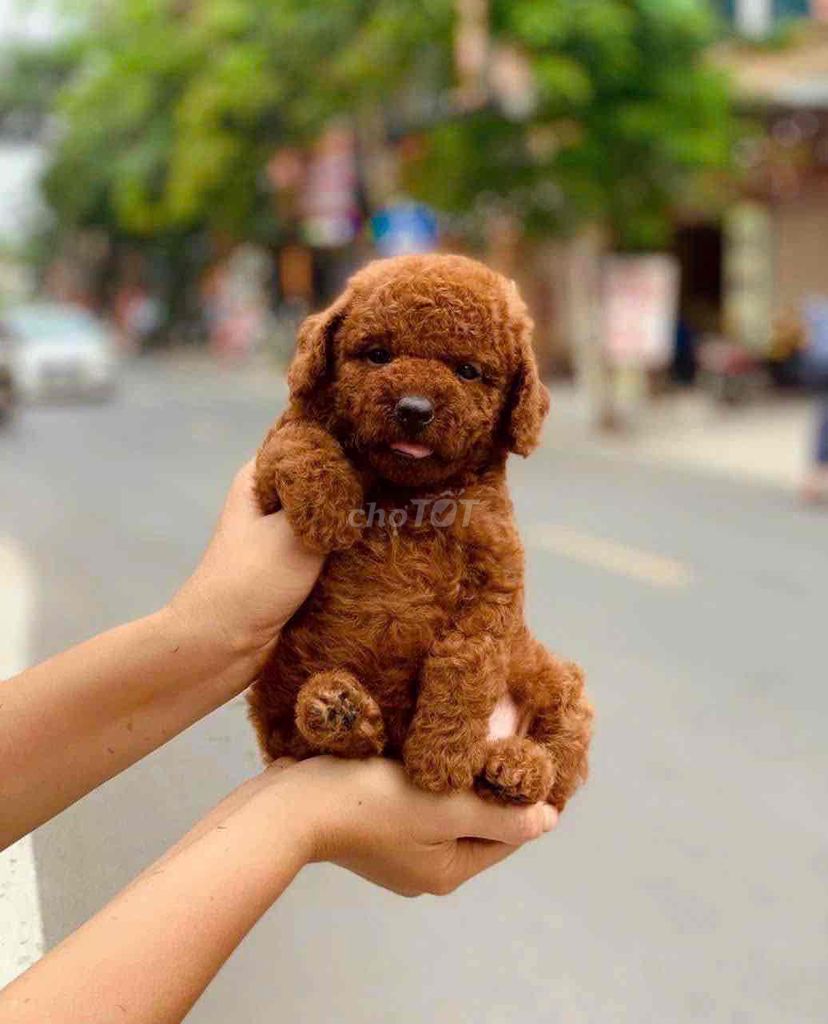 chó cún Siêu quậy cần tìm nhà mới ạ4. Mua bán Chó tại Huyện Bù Đăng Bình Phước được đăng bởi bm hình 1