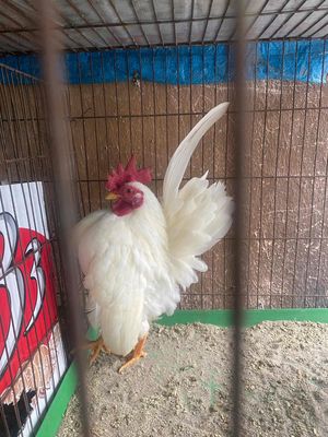 Dọn chuồng 1 trống 1mái. Mua bán Gà tại Huyện Thanh Trì Hà Nội được đăng bởi Nguyễn Đình Kiên