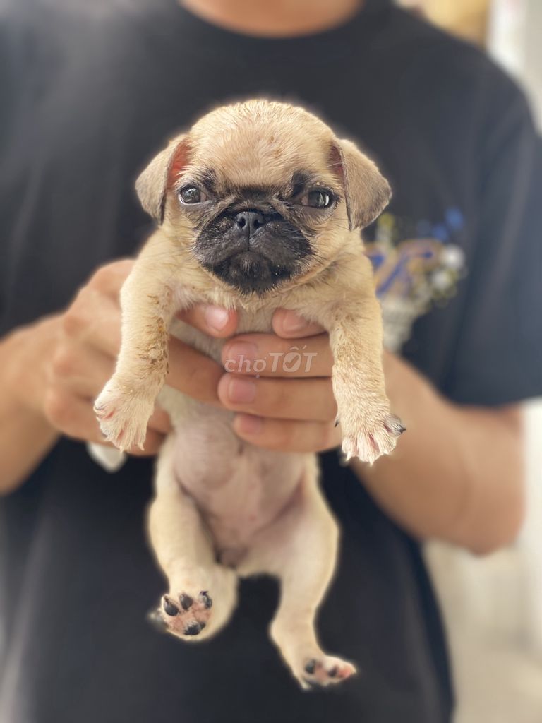 Pug Cái Nhà Nuôi + Tặng Lồng. Mua bán Chó tại Quận 8 Tp Hồ Chí Minh được đăng bởi Cao Trường Thịnh  hình 2