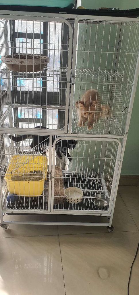 Mình cần bán gấp 2 bé mèo va 1 chuong. Mua bán Mèo tại Huyện Hóc Môn Tp Hồ Chí Minh được đăng bởi Cuong hình 2
