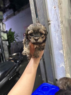 bán chó mẹ phốc sóc ba poodle lai. Mua bán Chó tại Quận Gò Vấp Tp Hồ Chí Minh được đăng bởi Nguyễn Thị Phương Trâm