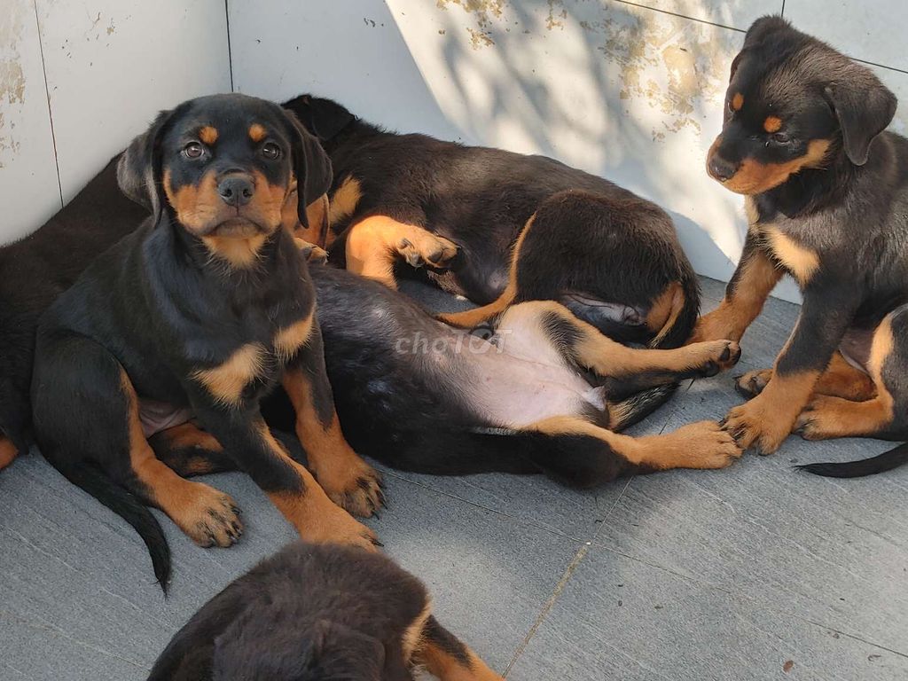 Chó Rottweiler Chuẩn. Mua bán Chó tại Quận 12 Tp Hồ Chí Minh được đăng bởi Nhân Rottweiler  hình 1