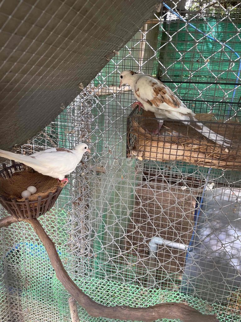 Chim cu gáy Thái bông Trống Mái. Mua bán Chim tại Huyện Hòn Đất Kiên Giang được đăng bởi Nam hình 1