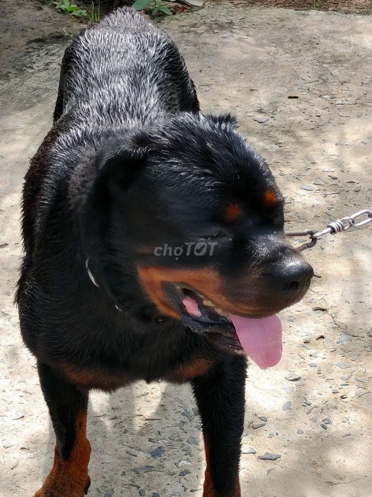 Giấy Vka Đầy Đủ. Mua bán Chó tại Quận 12 Tp Hồ Chí Minh được đăng bởi Nhân Rottweiler  hình 1
