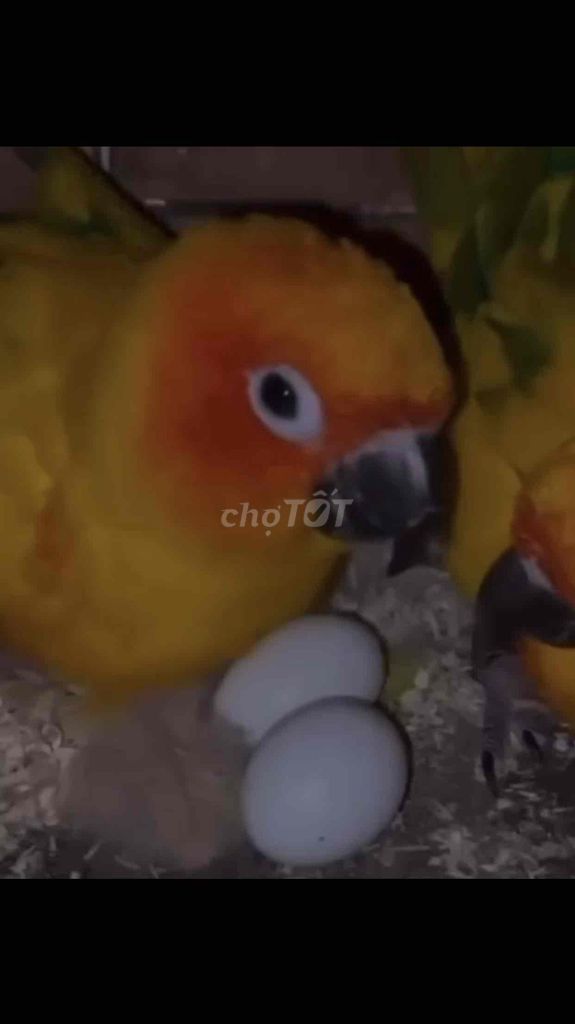 Chim cảnh giống Vàng. Mua bán Chim tại Quận Thanh Khê Đà Nẵng được đăng bởi Nguyễn Bảy hình 1