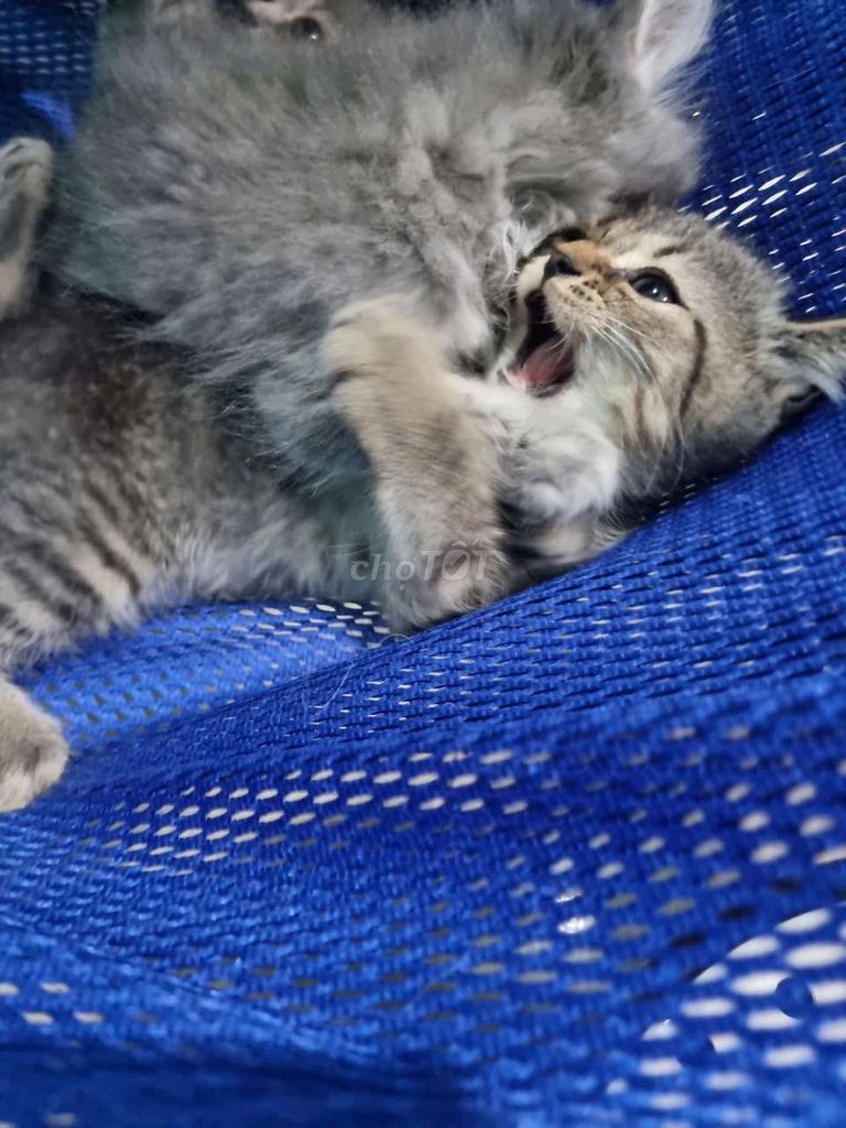 Mèo Anh Lông Ngắn nhà nuôi. Mua bán Mèo tại Quận Bình Tân Tp Hồ Chí Minh được đăng bởi Trương Huy Hoàng hình 4