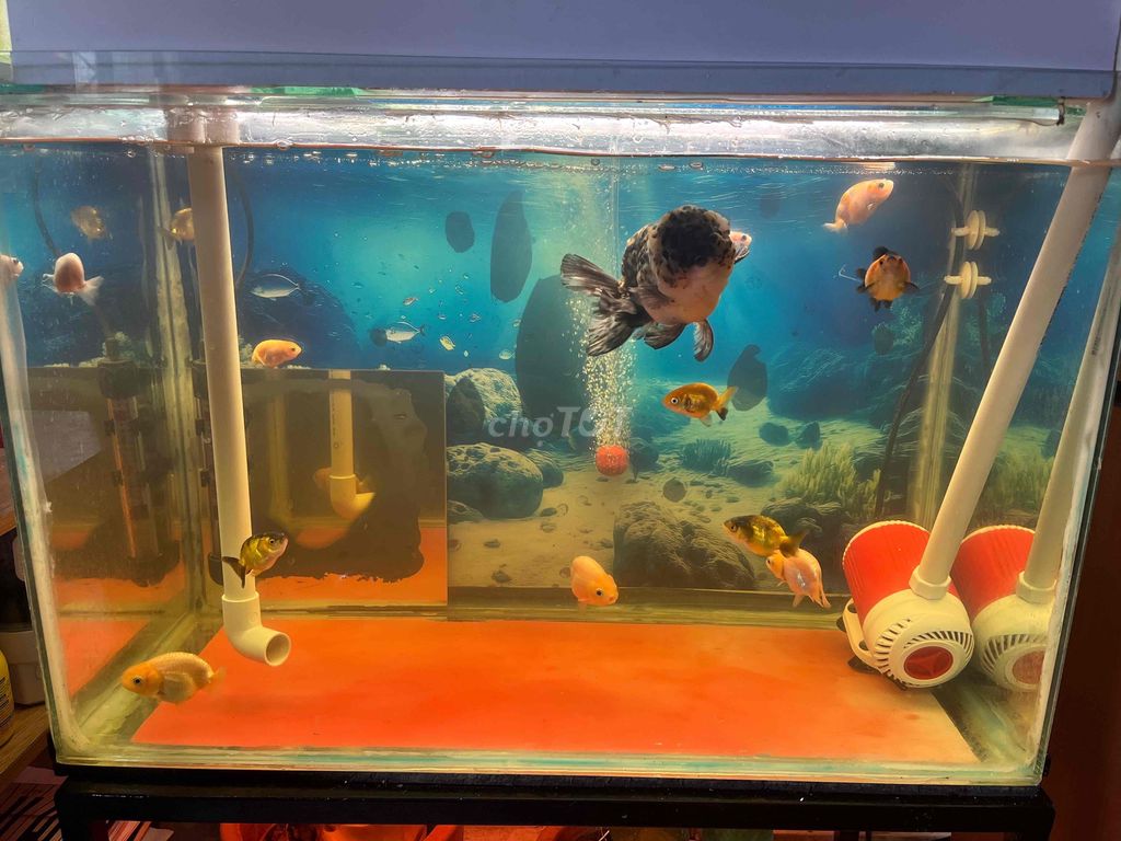 Cá Ranchu nhiều màu Tiny. Mua bán Thú cưng khác tại Quận Bình Thạnh Tp Hồ Chí Minh được đăng bởi Lộc Tống hình 1