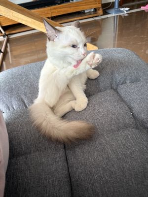 Mèo ragdoll nhà đẻ