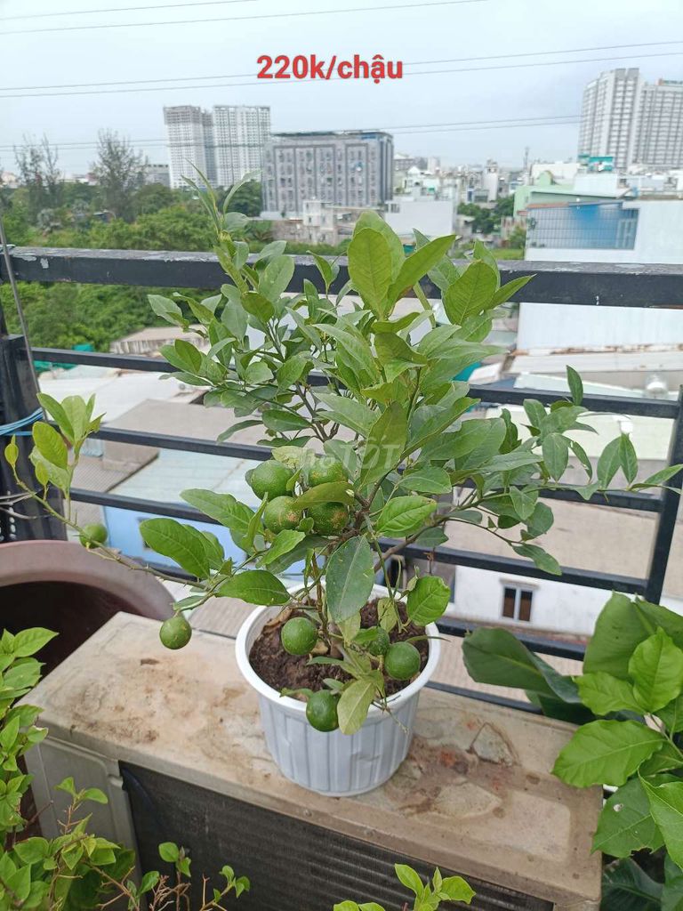 Cây cảnh Chanh ta đang có trái. Mua bán Cây cảnh, đồ trang trí tại Quận 8 Tp Hồ Chí Minh được đăng bởi sunshine  hình 1