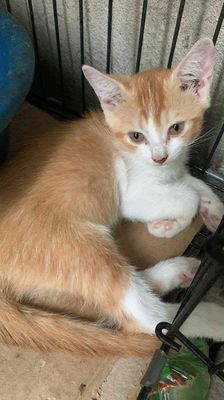 Mèo con 2 tháng tuổi. Mua bán Mèo tại Quận Nam Từ Liêm Hà Nội được đăng bởi Nguyễn Tiến Thành