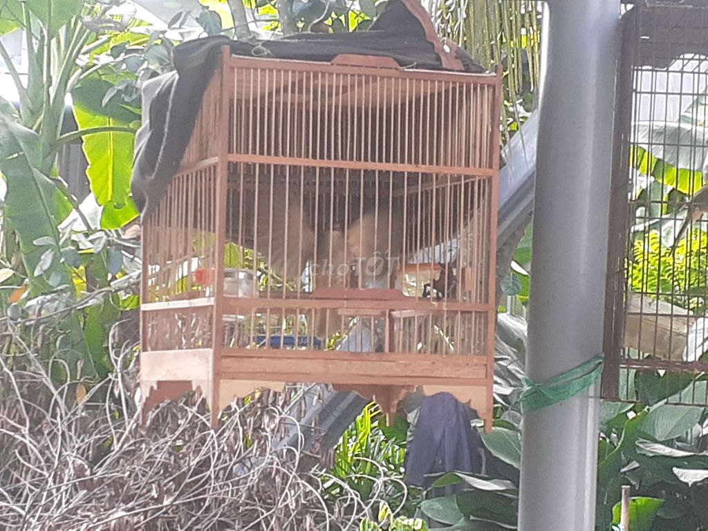 Trao trảo bỏi .vài tuần lòng