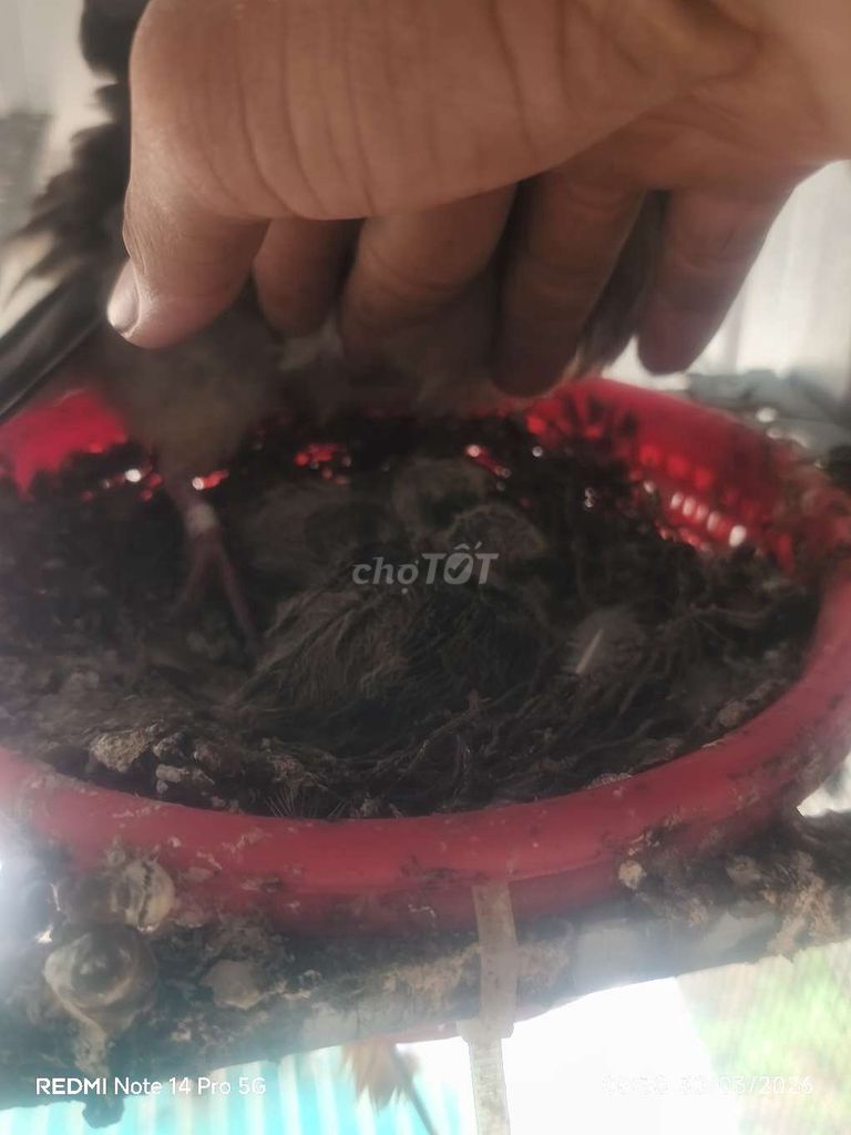 Malaysia mái tơ. Mua bán Chim tại Huyện Thanh Bình Đồng Tháp được đăng bởi Nguyễn Tấn Đạt hình 1