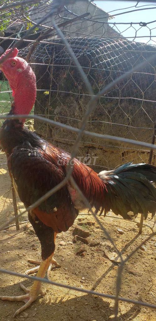 Gà chọi Tía 3kg đại giáp. Mua bán Gà tại Quận Ngũ Hành Sơn Đà Nẵng được đăng bởi le hai hung hình 1