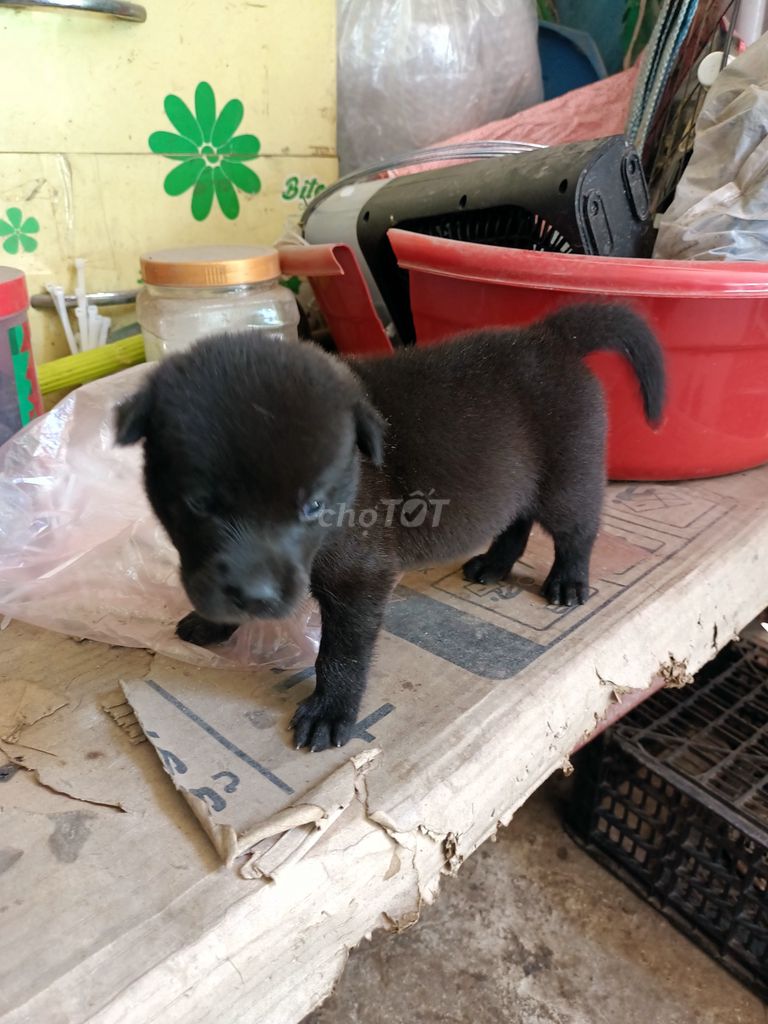 Chó con Đen Đực/Cái Đã biết ăn. Mua bán Chó tại Huyện Củ Chi Tp Hồ Chí Minh được đăng bởi Bánh Pía hình 1