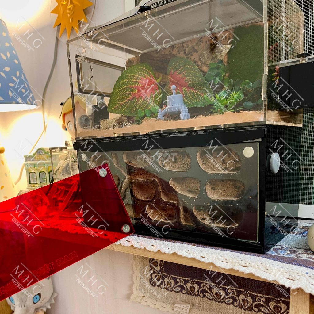 Thanh lý tank + kiến