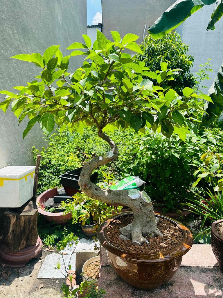 sung nếp hoành 35. Mua bán Cây cảnh, đồ trang trí tại Quận Bình Tân Tp Hồ Chí Minh được đăng bởi Đỗ Đạt hình 1