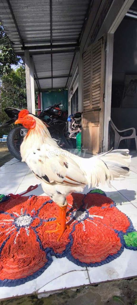 Bướm 3.6kg. Mua bán Gà tại Huyện Châu Thành Hậu Giang được đăng bởi Trại Gà Thanh Phương hình 1