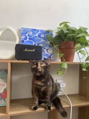 Mèo đồi mồi cái 1 năm