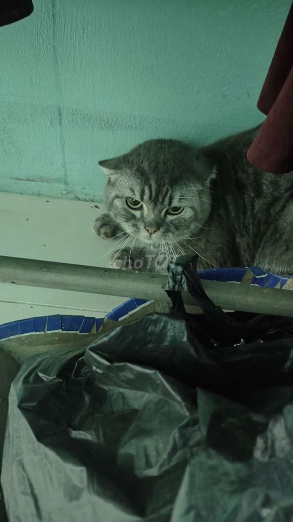 Mèo Anh lông ngắn đực 5 ký. Mua bán Mèo tại Huyện Tân Phú Đồng Nai được đăng bởi Tên chưa cung cấp hình 1