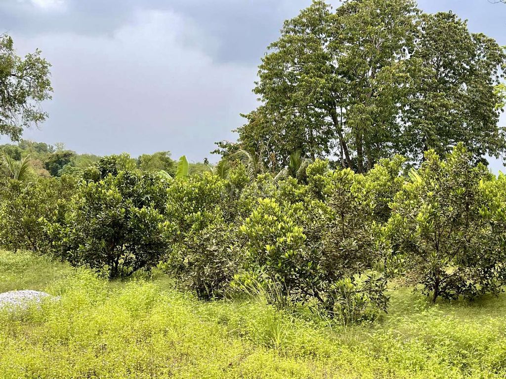 Bán vườn tại xã An Phú, Củ Chi, TPHCM 5,3 tỷ, 2861 m2 , thổ cư 95,6 m2