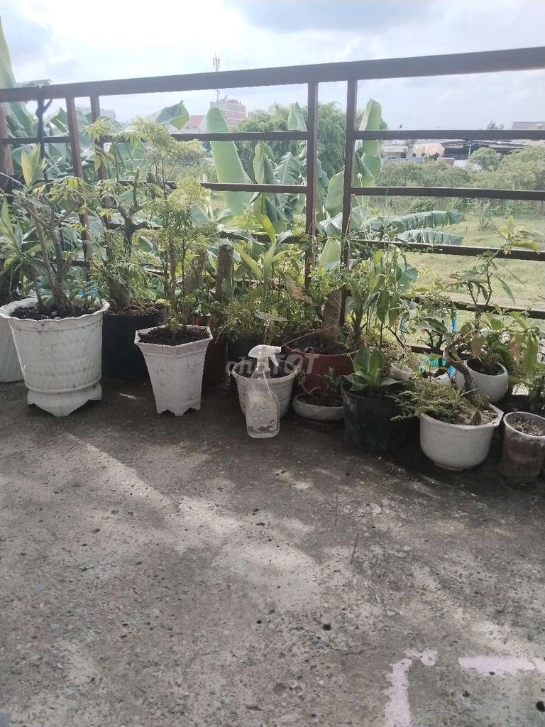 Có ích cây cảnh không có thời gian chăm sóc nên