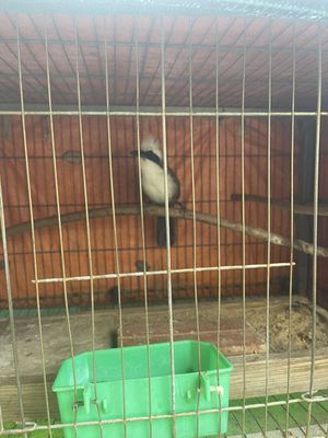 khướu đầu bạc(bồ chao). Mua bán Chim tại Quận 12 Tp Hồ Chí Minh được đăng bởi Chim