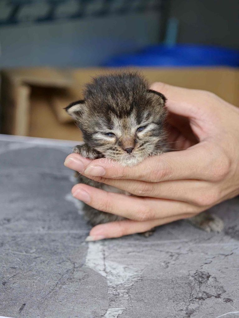 Mèo Tabby xám Đực Cái. Mua bán Mèo tại Quận 12 Tp Hồ Chí Minh được đăng bởi san pham hình 1