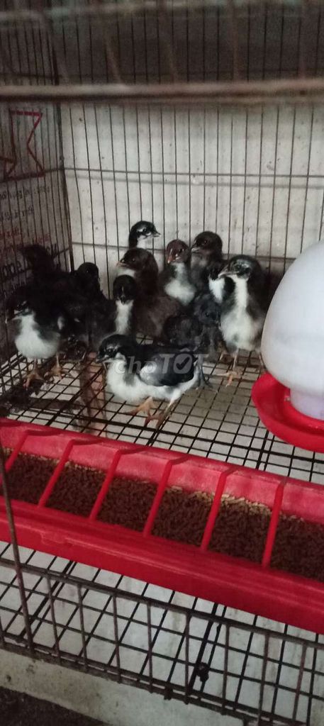 Gà Peur Ma Quỷ đen Lông đỏ 11 ngày đã tiêm. Mua bán Gà tại Huyện Hóc Môn Tp Hồ Chí Minh được đăng bởi FB Huy Cuong Peru Gallos hình 1