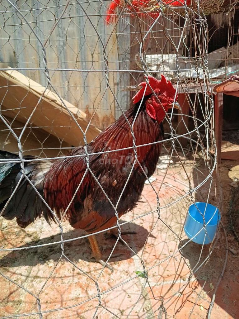 Gà trống tơ Đỏ đen. Mua bán Gà tại Huyện Trần Đề Sóc Trăng được đăng bởi Linh hình 1
