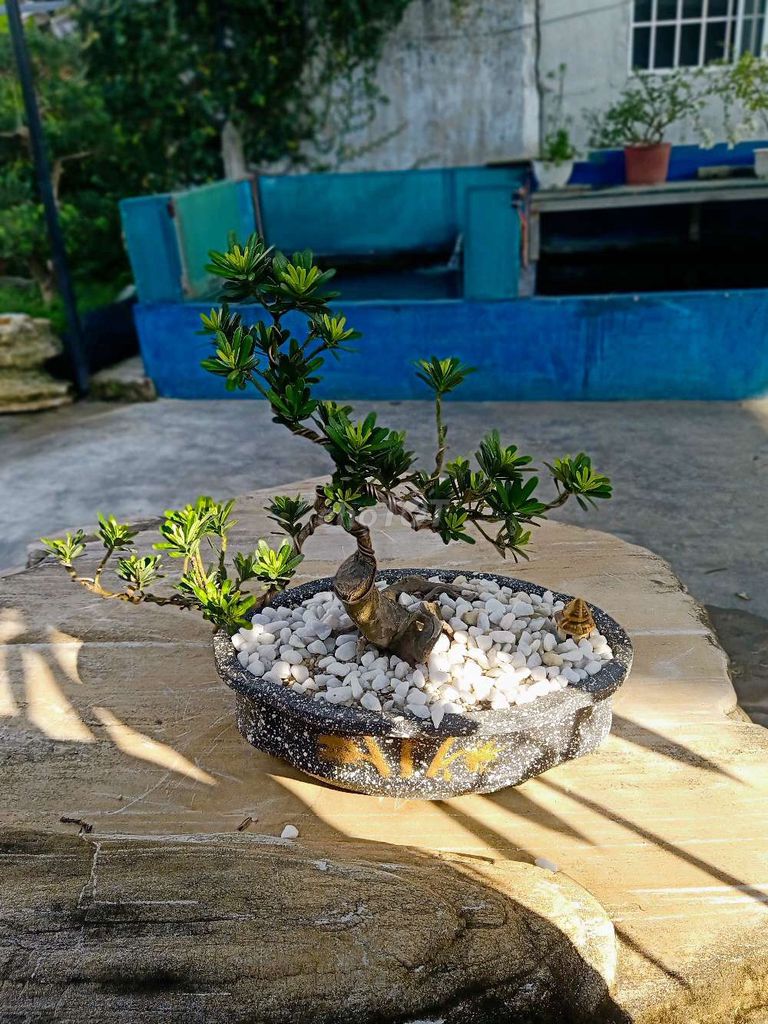 Tùng kim cương bonsai