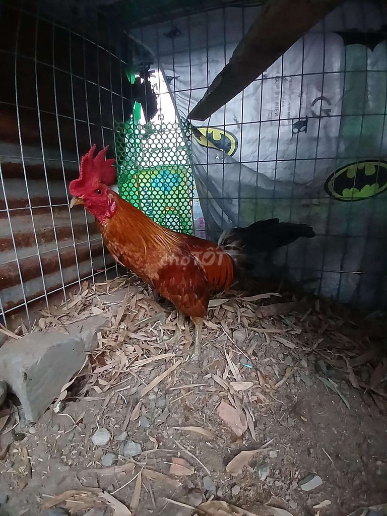 Gà chọi Đực Đen Đỏ Xanh. Mua bán Gà tại Huyện Cần Giuộc Long An được đăng bởi tuấn QL 50  chợ cần giuộc Long an hình 1