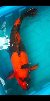 0909878885 - Cá Koi Nhật siêu khủng, siêu sạch mịn, siêu đẹp 78