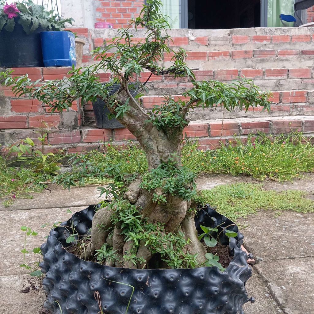 Cây cảnh Mai chiếu thủy 52cm 64cm. Mua bán Cây cảnh, đồ trang trí tại Huyện Cai Lậy Tiền Giang được đăng bởi Khánh Nguyễn Minh hình 1