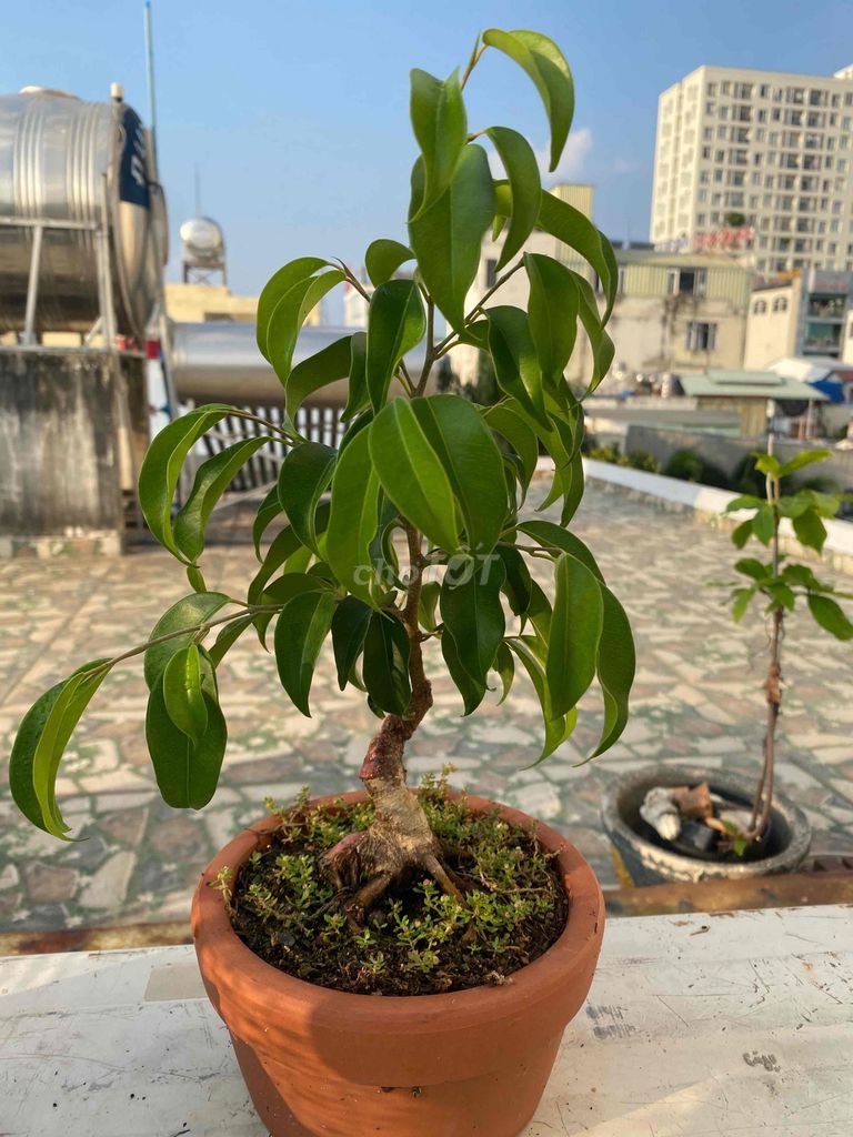 Cây cảnh Bonsai. Mua bán Cây cảnh, đồ trang trí tại Quận 11 Tp Hồ Chí Minh được đăng bởi phong nguyen hình 1