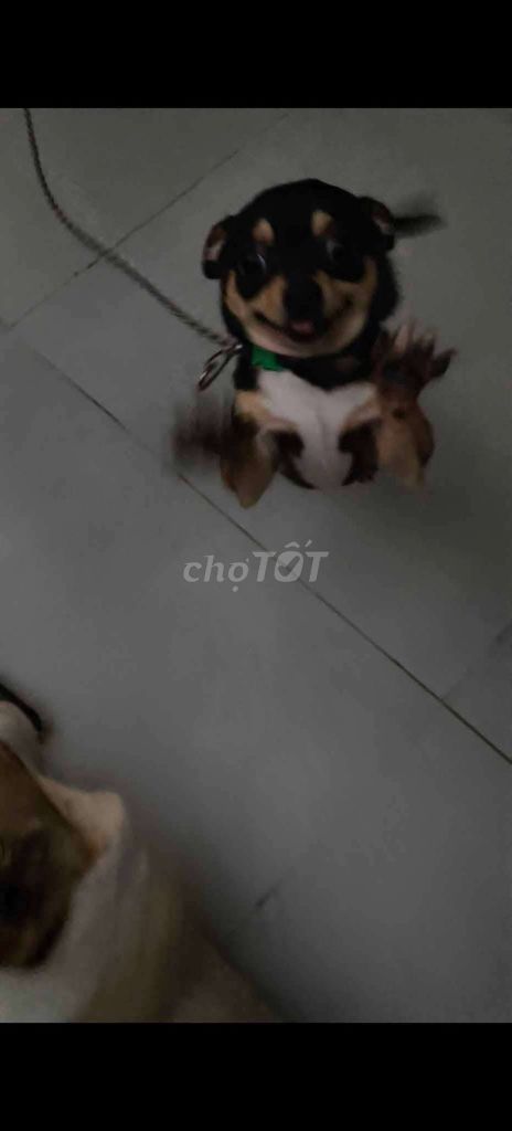 Chó Chihuahua 5 tháng. Mua bán Chó tại Quận 7 Tp Hồ Chí Minh được đăng bởi Nguyễn Lê Phương Nam hình 1