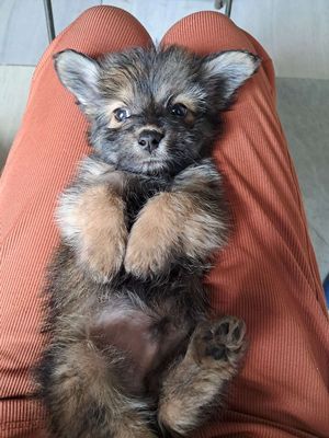 Nhật xù chân lùn