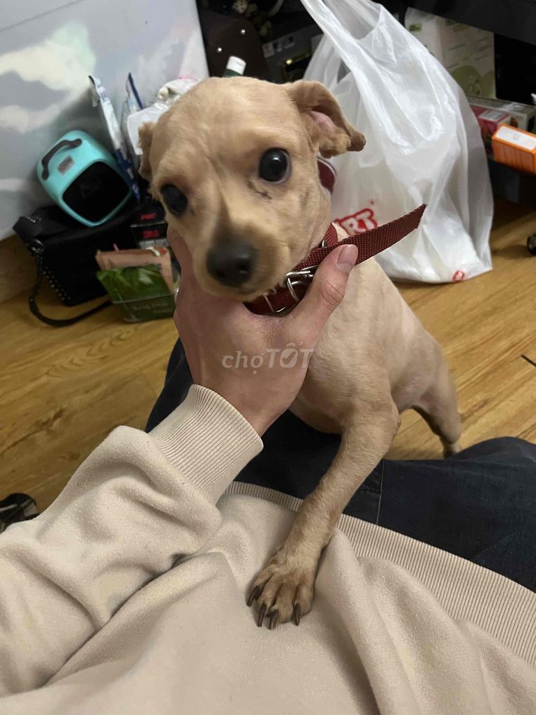 Chó con màu Nâu vàng. Mua bán Chó tại Quận Đống Đa Hà Nội được đăng bởi Đạt hình 1