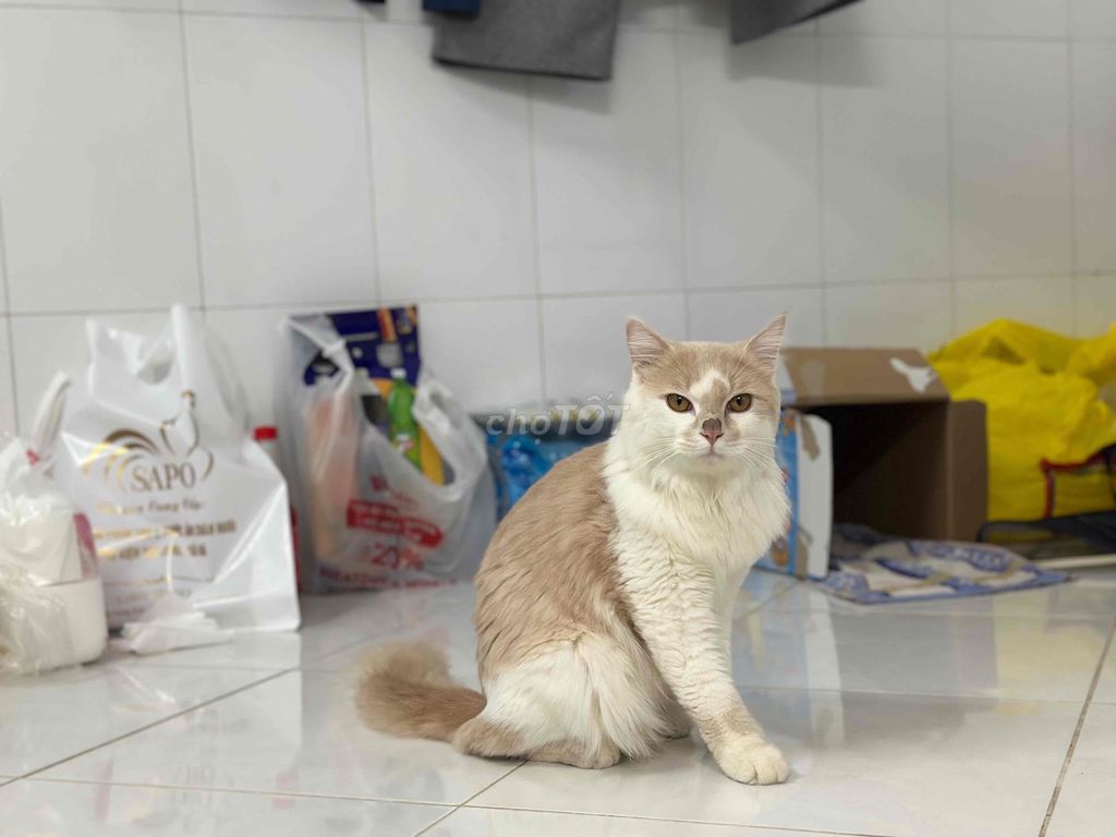 Mèo Anh lông dài đực phối giống. Mua bán Phụ kiện, Thức ăn, Dịch vụ tại Quận 7 Tp Hồ Chí Minh được đăng bởi Tên chưa cung cấp hình 1