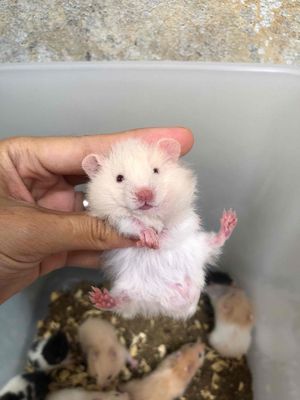 Chuột Hamster Trắng Mơ xù lai tạng