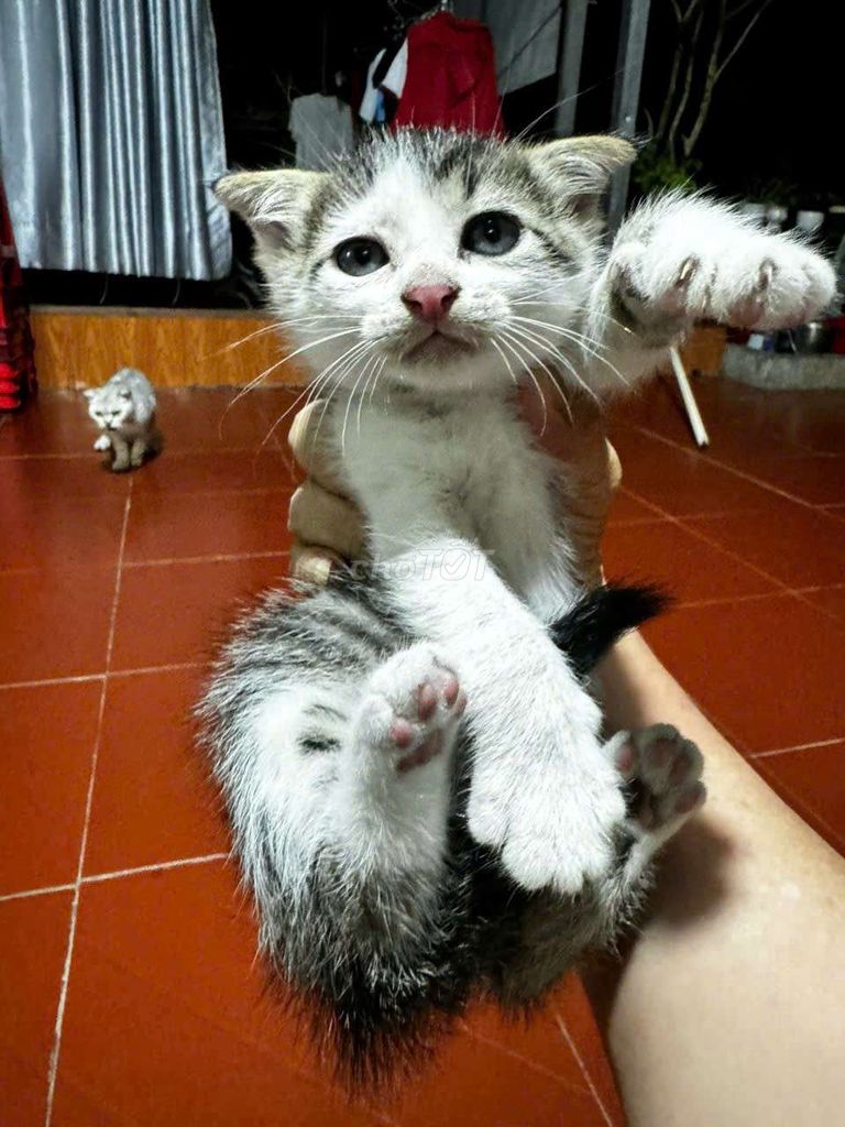Mèo anh lông dài. Mua bán Mèo tại Huyện Củ Chi Tp Hồ Chí Minh được đăng bởi Trương Hoài Linh hình 5