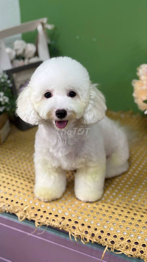 chó Bichonfrise  cái tơ thuần chủng. Mua bán Chó tại Quận 7 Tp Hồ Chí Minh được đăng bởi tran nguyen ngoc khanh hình 6