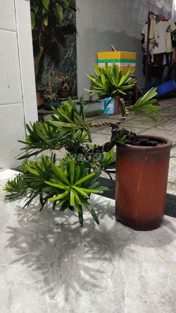 Cây cảnh Bonsai nghệ thuật Phong thủy. Mua bán Cây cảnh, đồ trang trí tại Huyện Tuy Phước Bình Định được đăng bởi Bảo hình 1